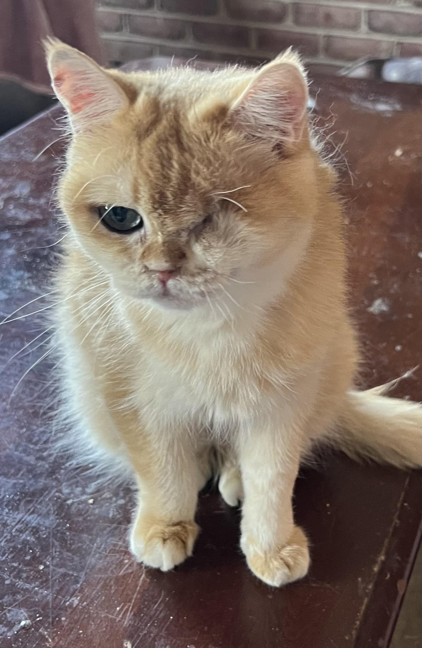 Enlarge Sunshine, a ADOPTABLE British Shorthair in Federalsburg, MD image 3/4