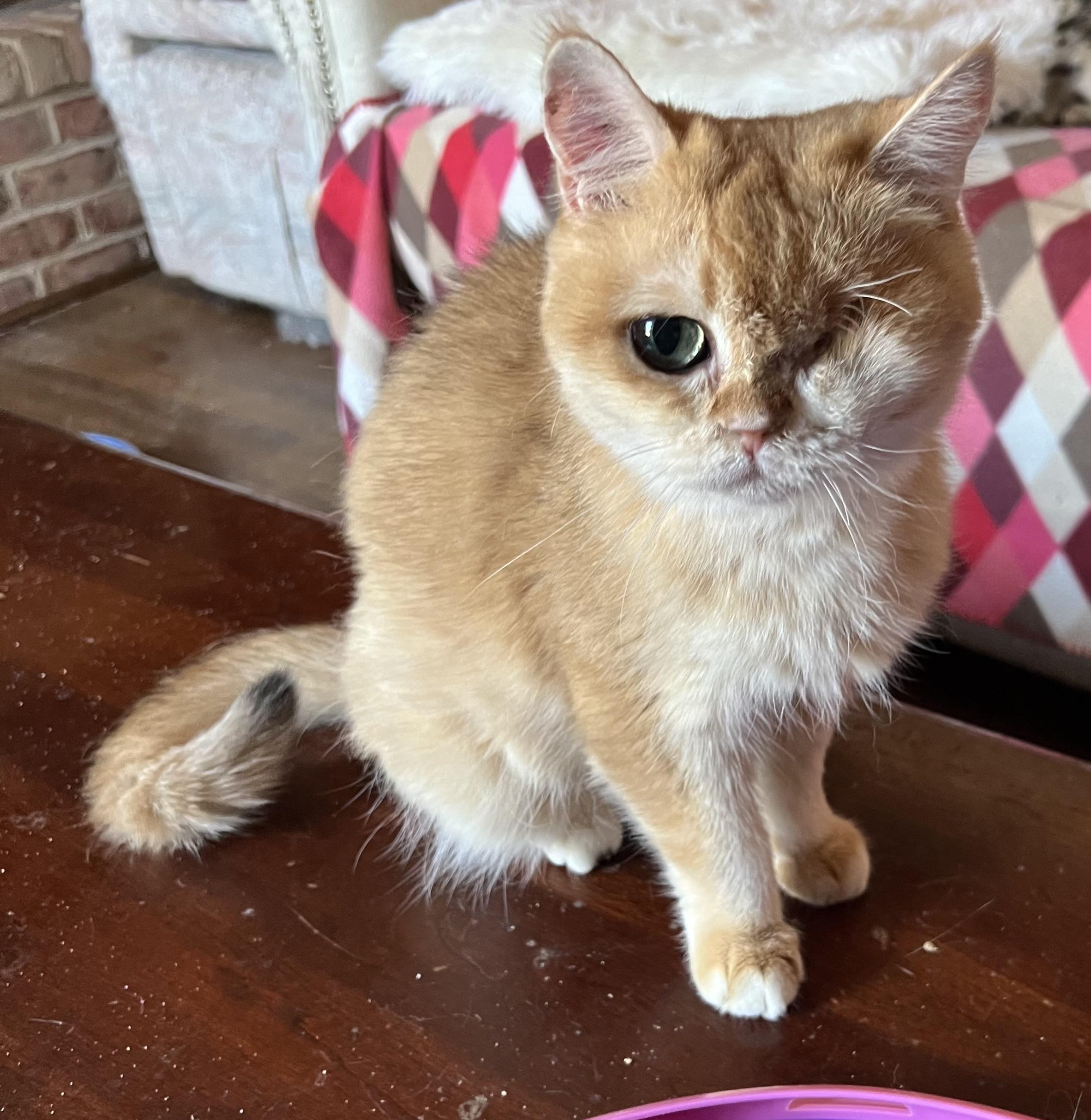 Enlarge Sunshine, a ADOPTABLE British Shorthair in Federalsburg, MD image 1/4