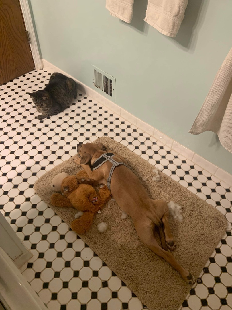 Tyson, a Adopted mixed breed in Grand Blanc, MI image 1/12