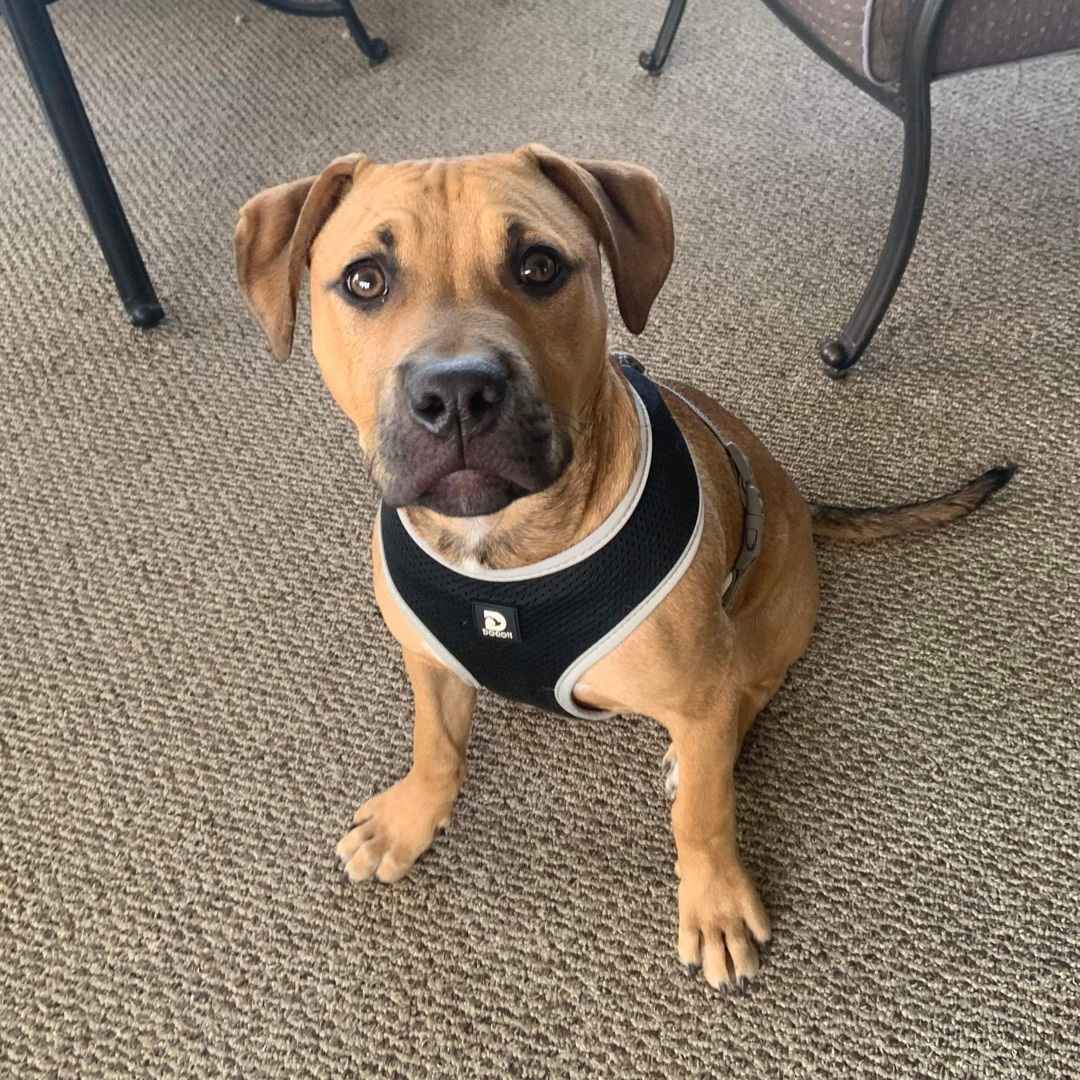 Tyson, a Adopted mixed breed in Grand Blanc, MI image 2/12