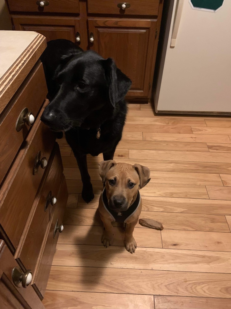 Tyson, a Adopted mixed breed in Grand Blanc, MI image 3/12