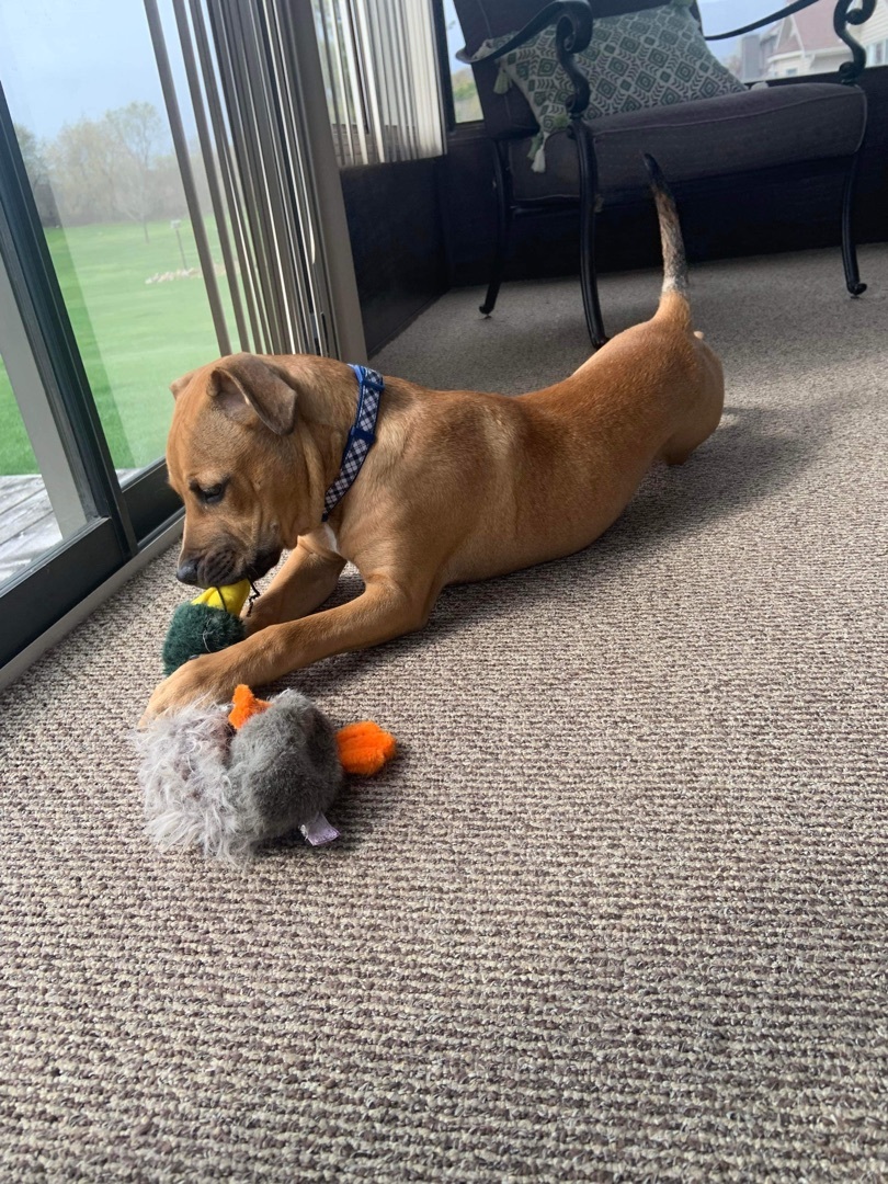 Tyson, a Adopted mixed breed in Grand Blanc, MI image 4/12