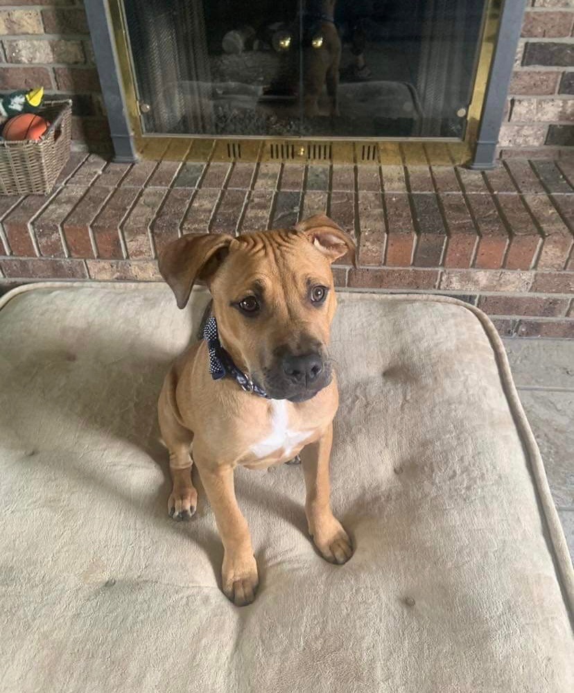 Tyson, a Adopted mixed breed in Grand Blanc, MI image 5/12