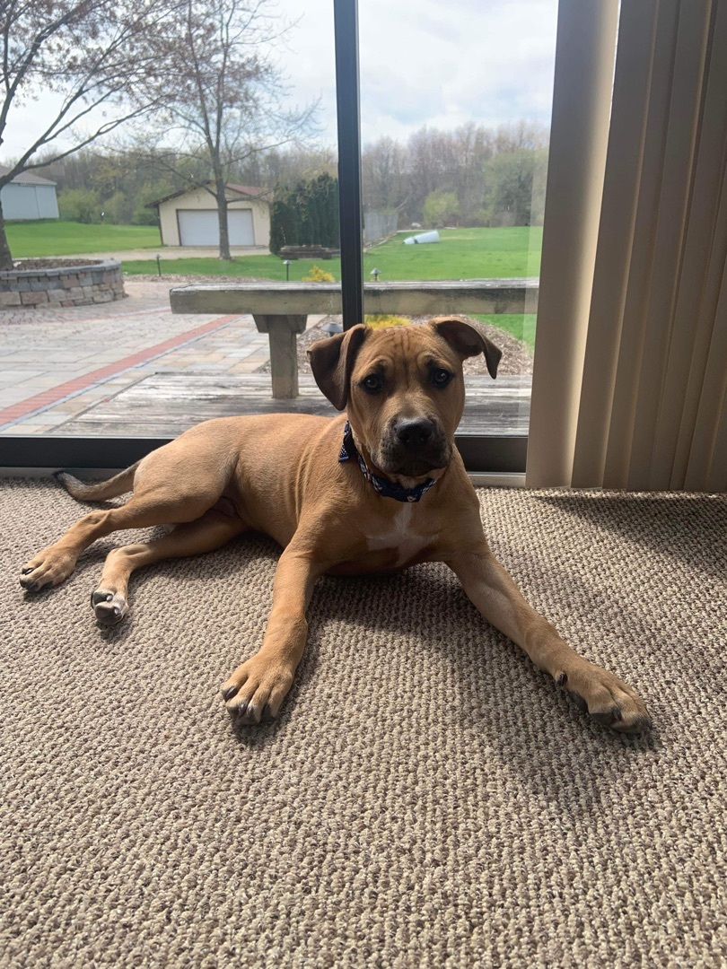 Tyson, a Adopted mixed breed in Grand Blanc, MI image 6/12
