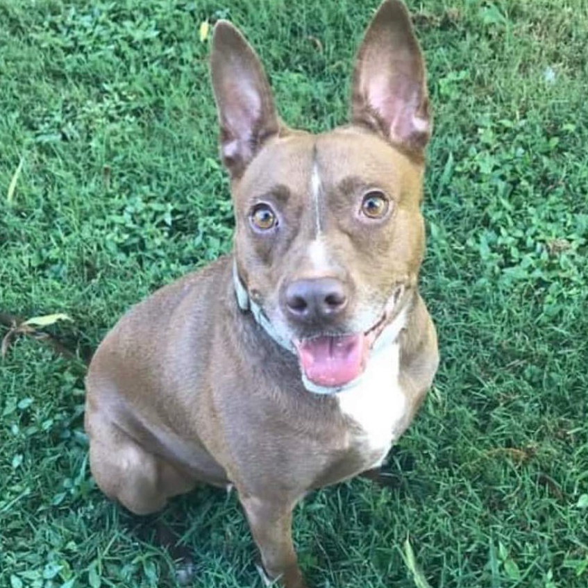 Mocha