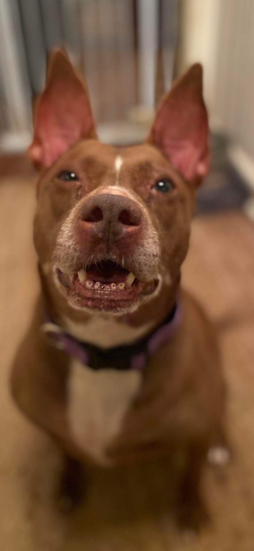 Mocha photo 3