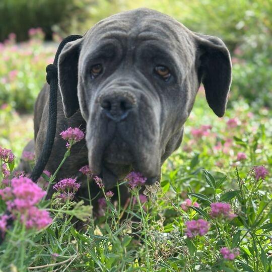 Georgia Peach, Adoptable, Adult Female Cane Corso.