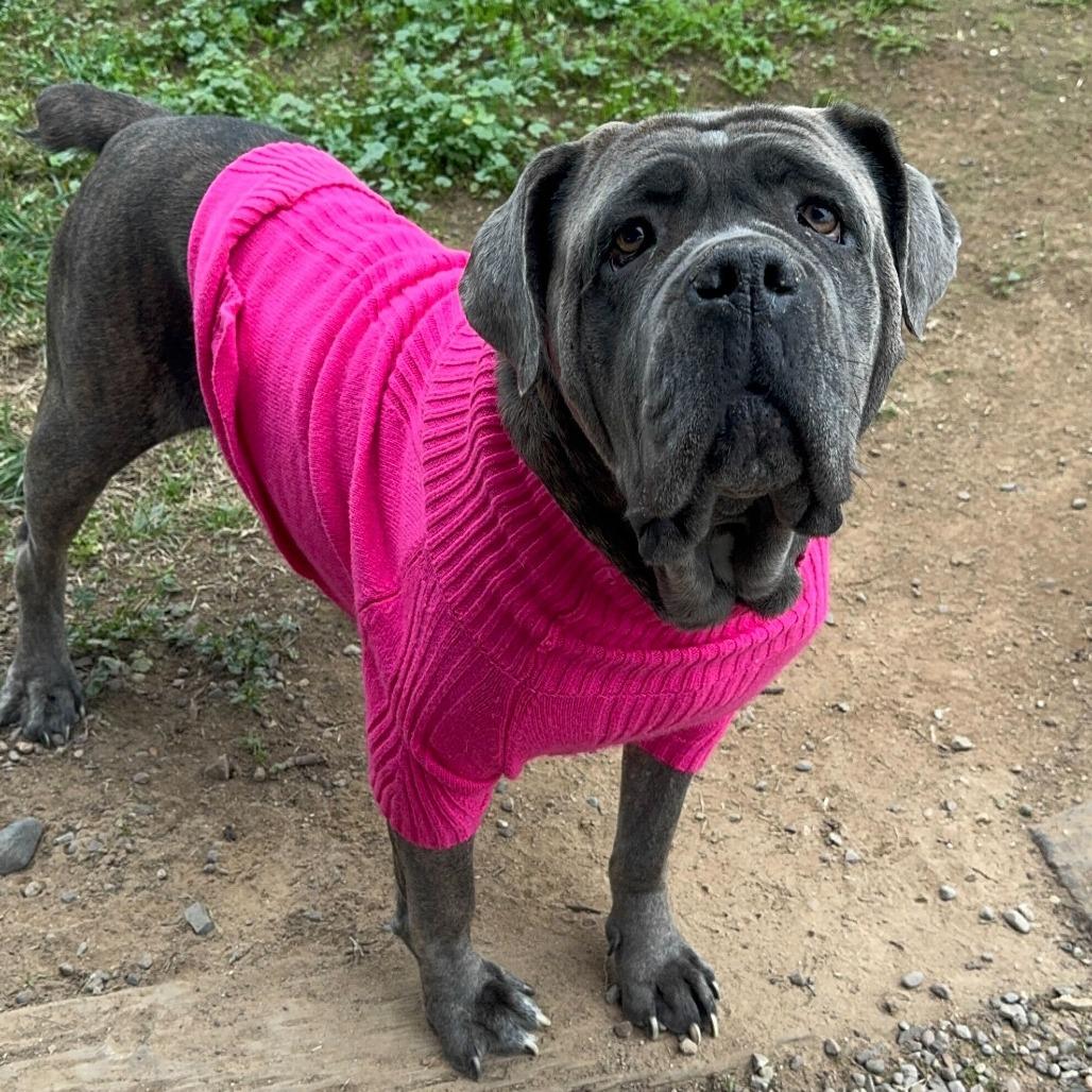 Enlarge Georgia Peach, a Adoptable Cane Corso in Turlock, CA image 2/6