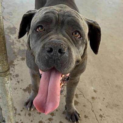Enlarge Georgia Peach, a Adoptable Cane Corso in Turlock, CA image 3/6