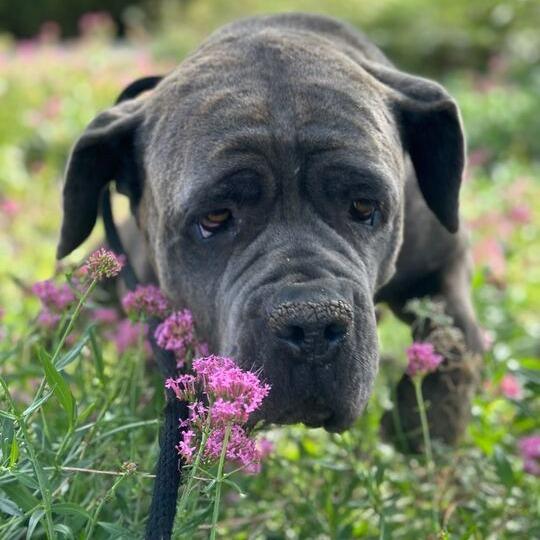 Enlarge Georgia Peach, a Adoptable Cane Corso in Turlock, CA image 5/6
