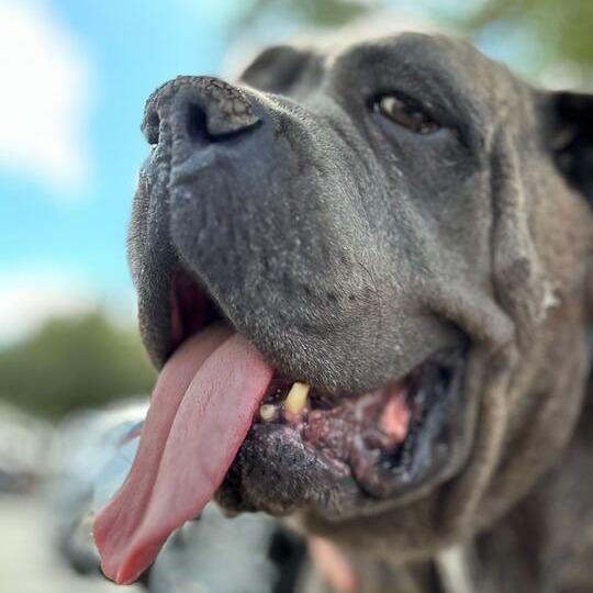 Enlarge Georgia Peach, a Adoptable Cane Corso in Turlock, CA image 6/6