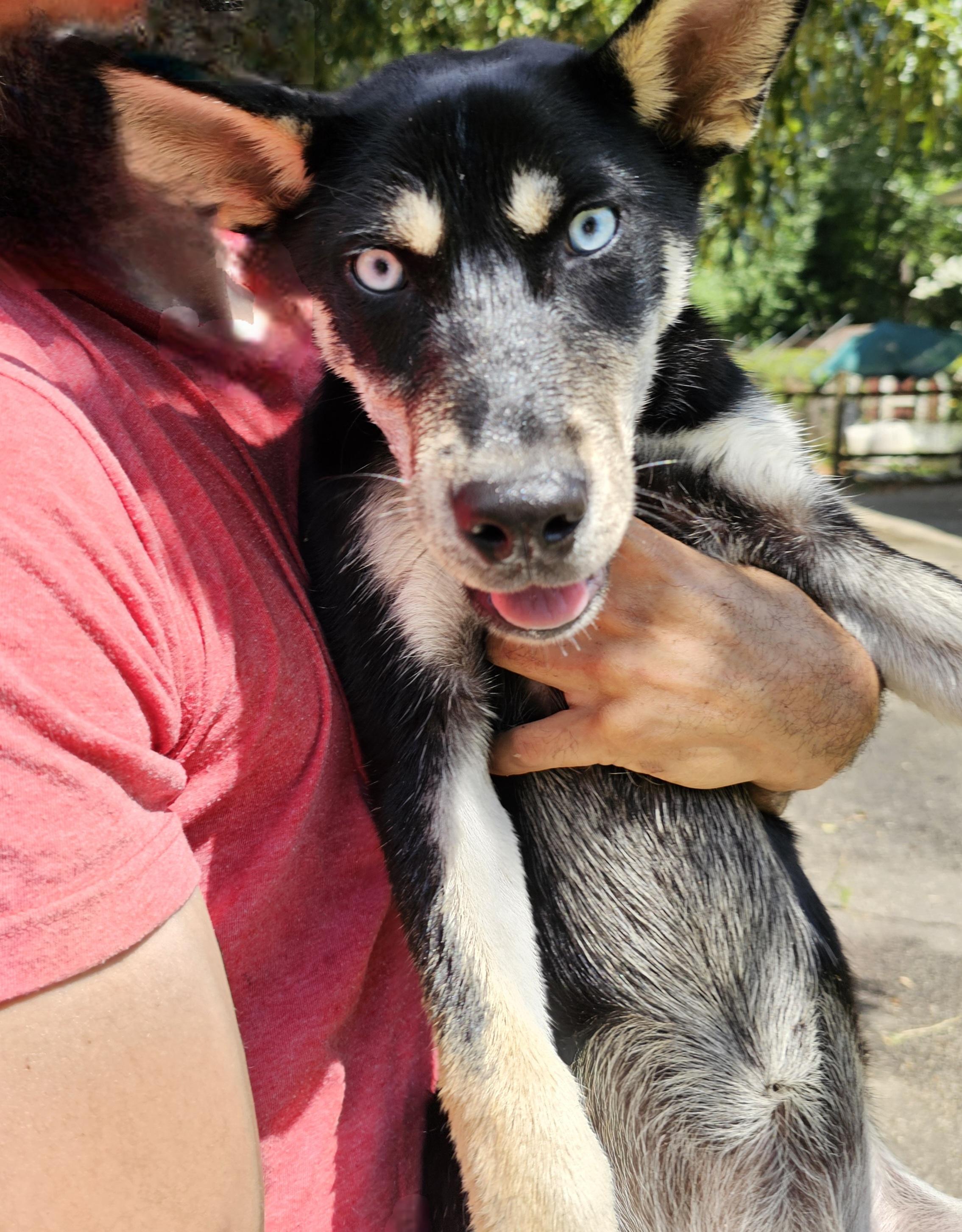 Margaret, a Adoptable mixed breed in Orangeburg, SC image 2/6