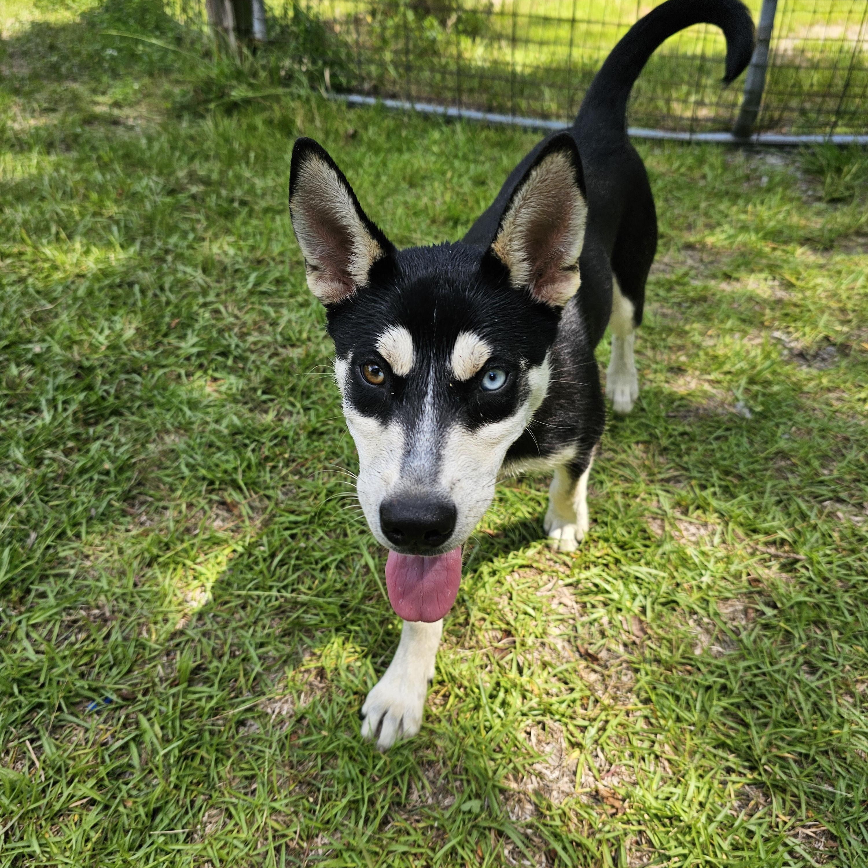 Margaret, a Adoptable mixed breed in Orangeburg, SC image 6/6