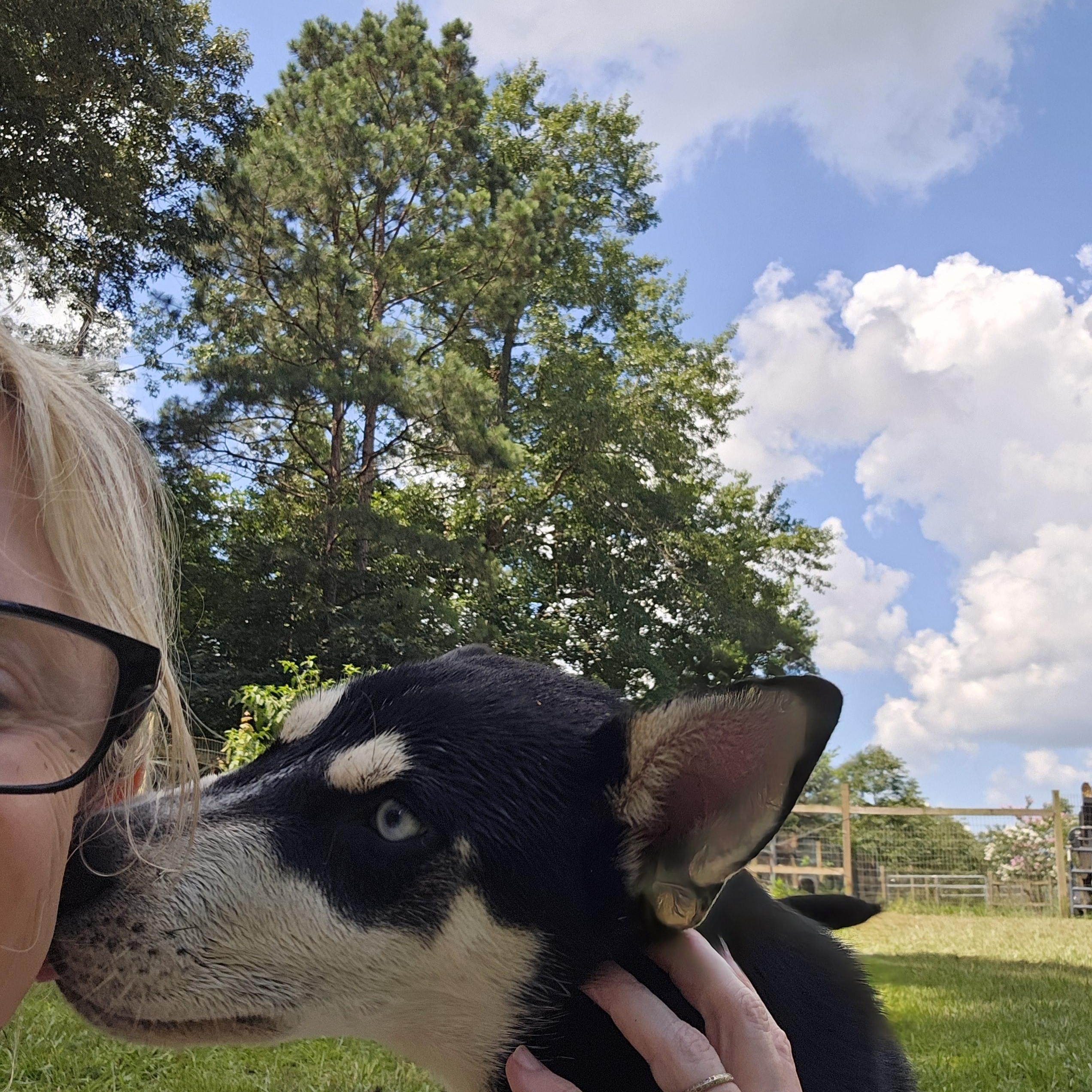 Margaret, a Adoptable mixed breed in Orangeburg, SC image 3/6