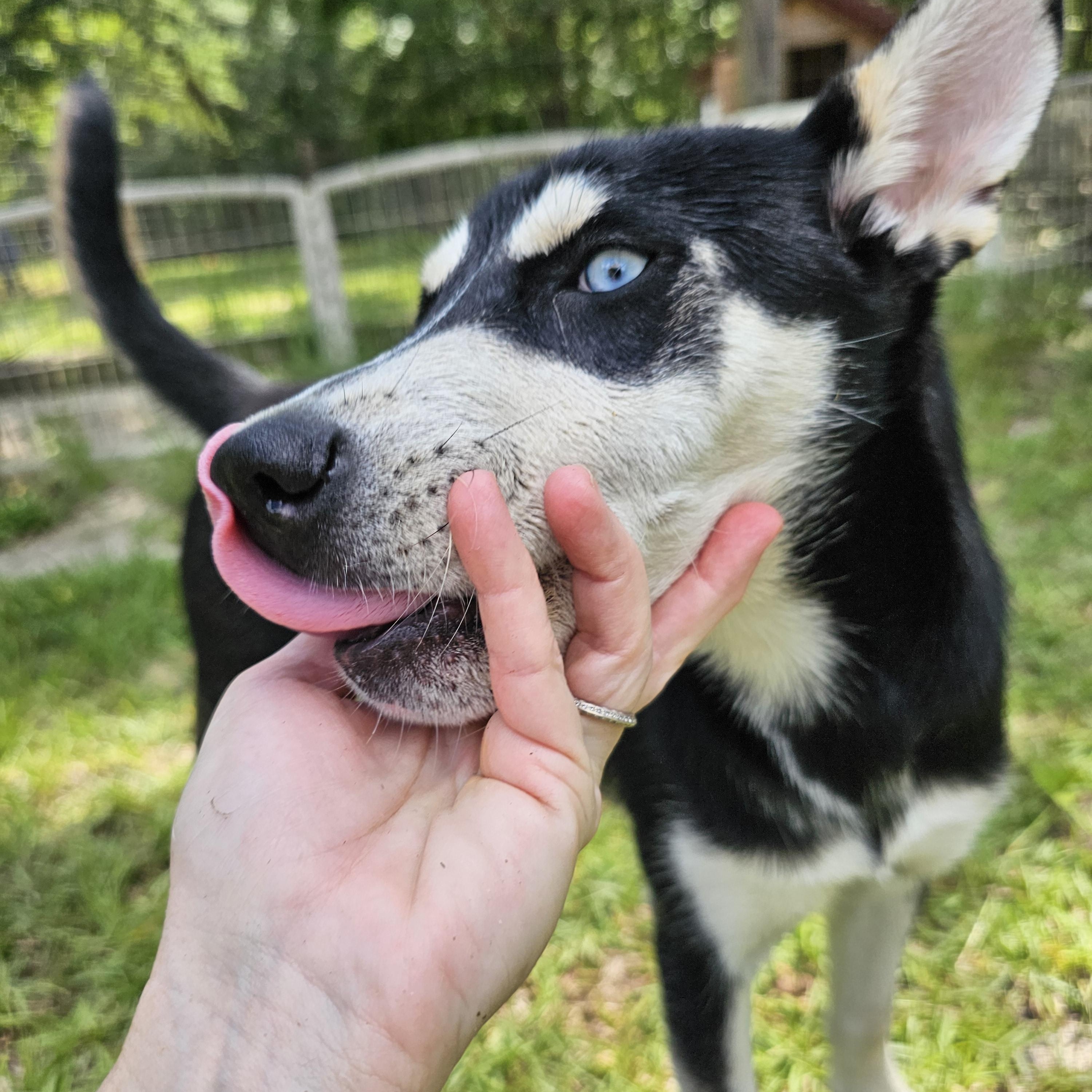Margaret, Adoptable, Puppy Female Husky.