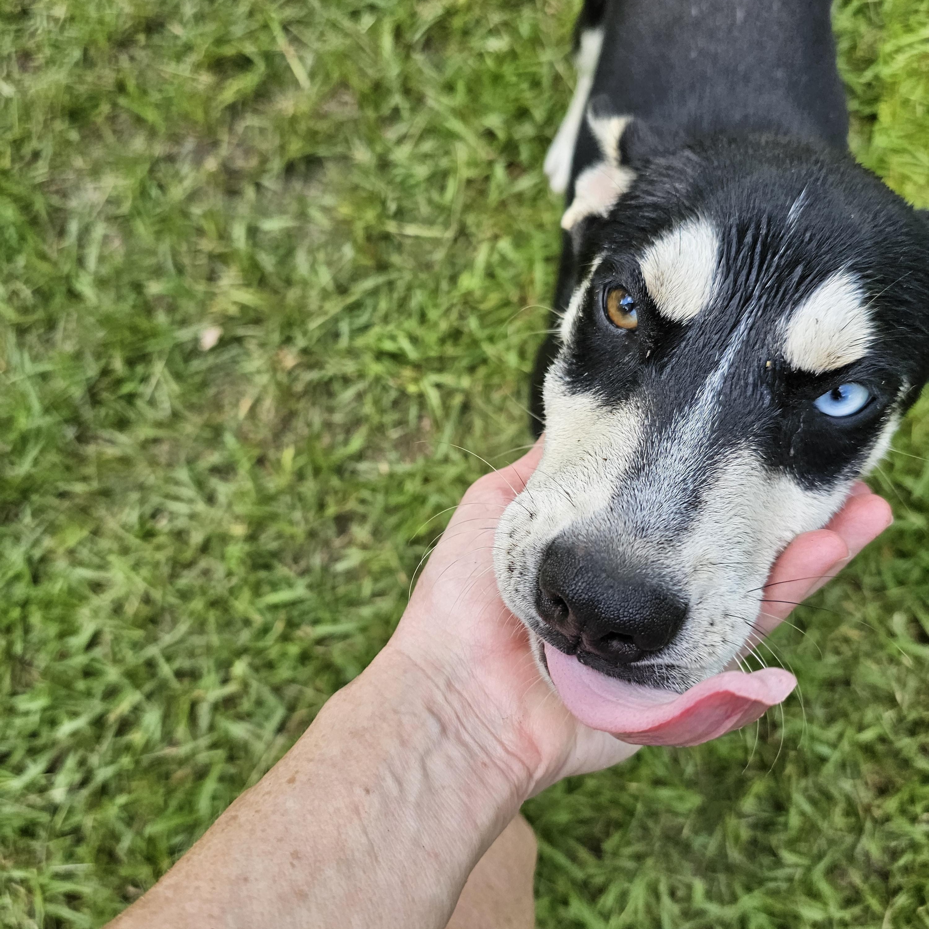 Margaret, a Adoptable mixed breed in Orangeburg, SC image 5/6