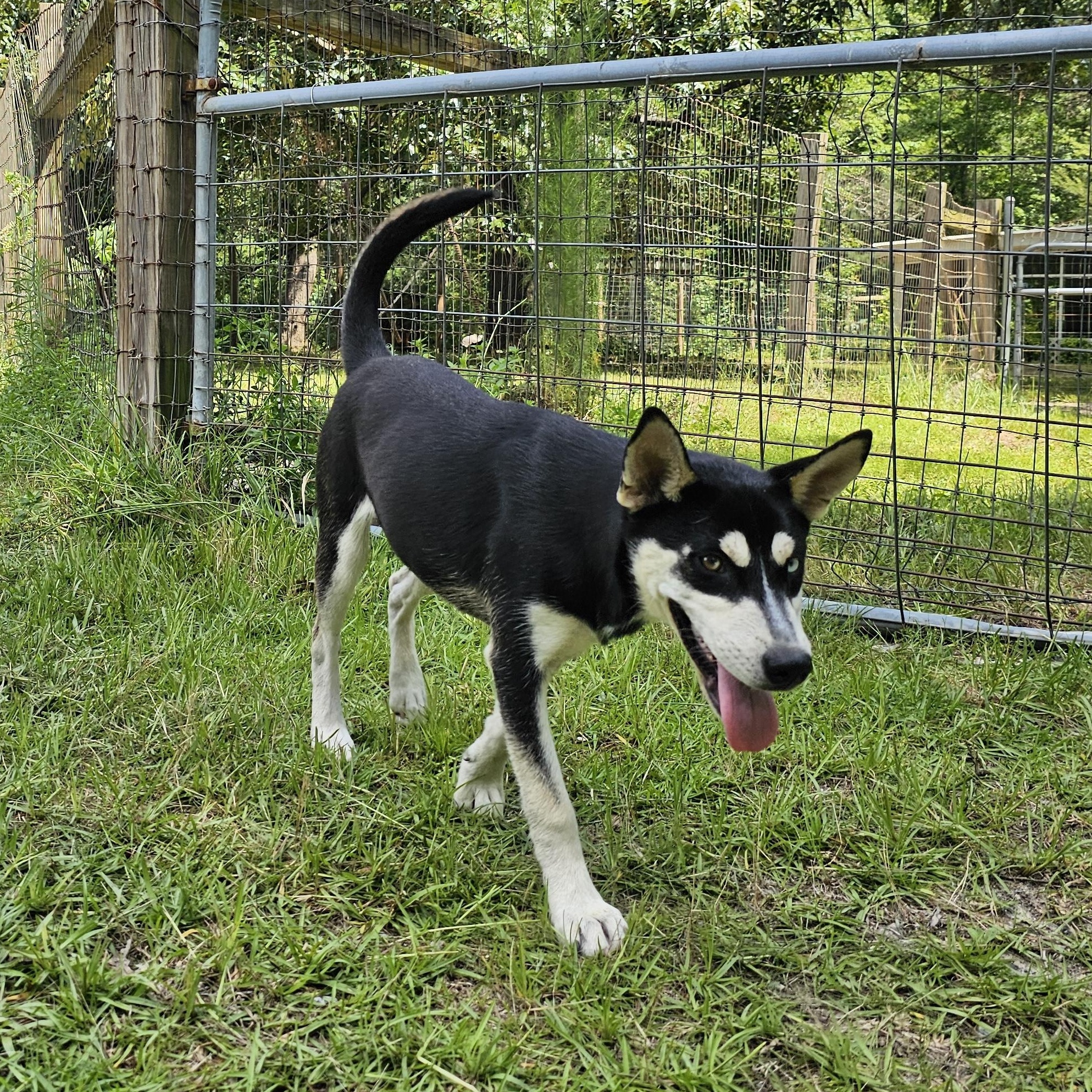 Margaret, a Adoptable mixed breed in Orangeburg, SC image 4/6