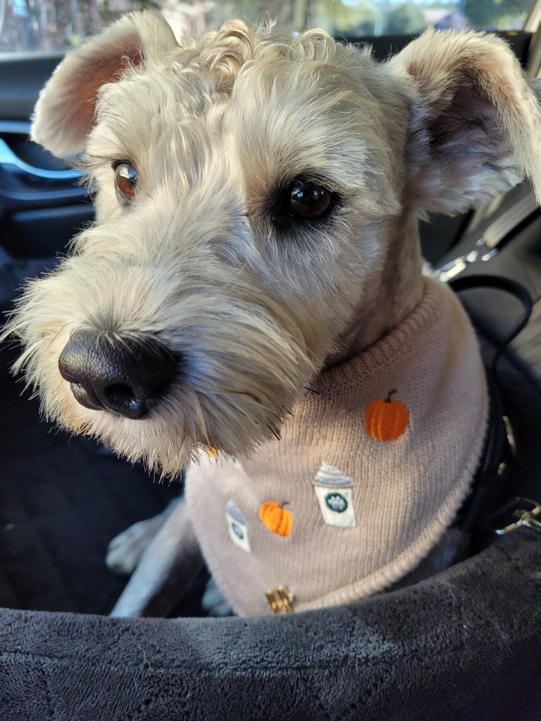 Kirby, Adoptable, Adult Male Miniature Schnauzer & Poodle.