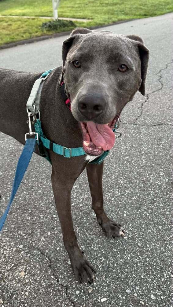 Enlarge Thor, a Adoptable Terrier in Candler, NC image 2/3