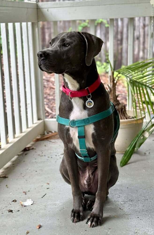 Enlarge Thor, a Adoptable Terrier in Candler, NC image 3/3