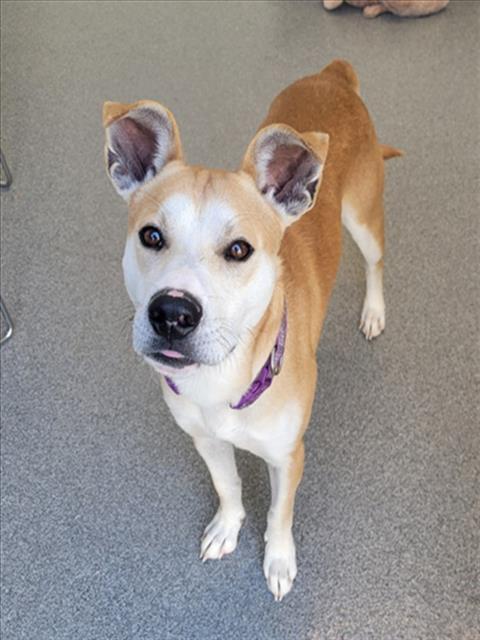 JORDAN, Adoptable, Adult Male Pit Bull Terrier.