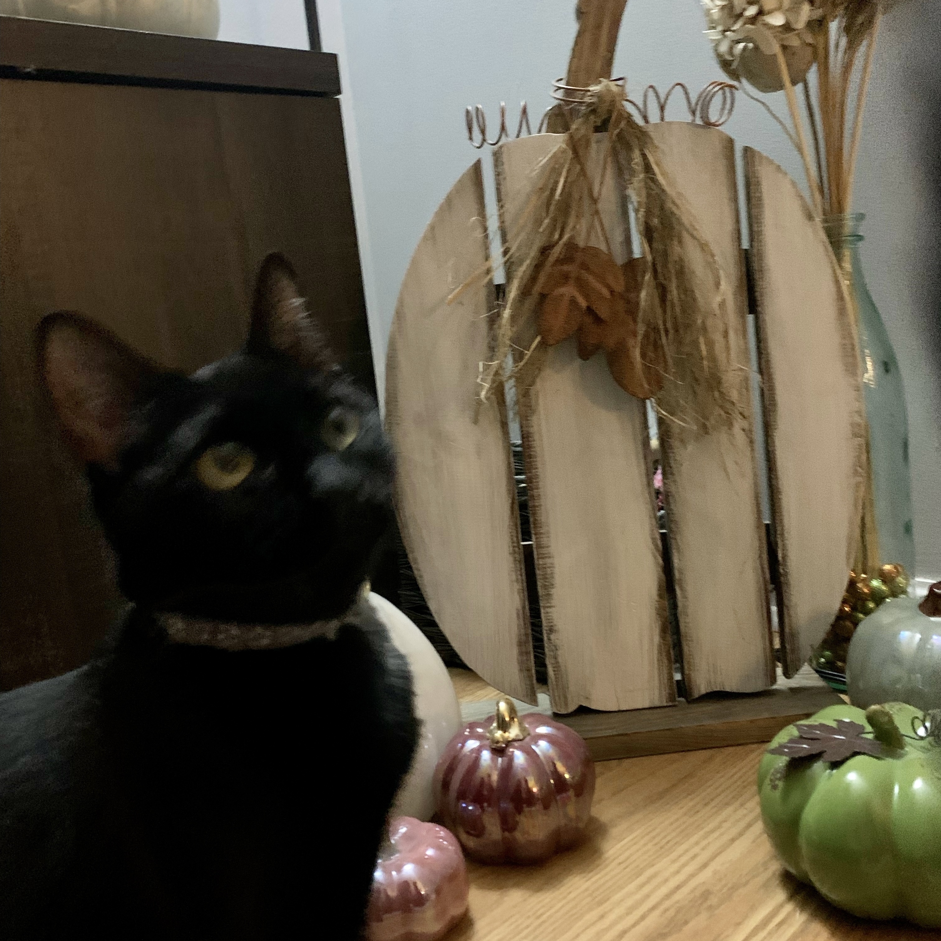 Alagash, a Adoptable Domestic Short Hair image 2/2