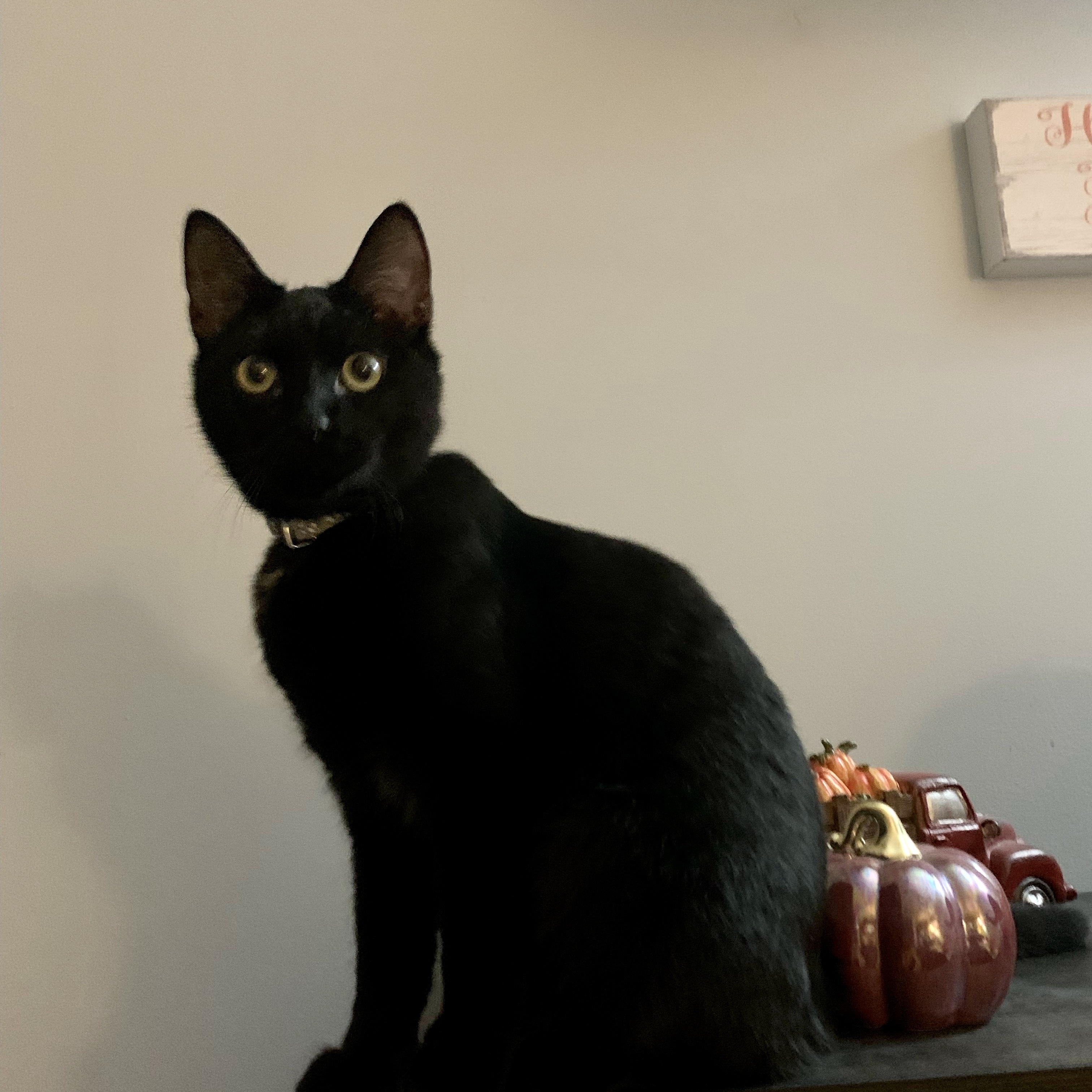 Alagash, a Adoptable Domestic Short Hair image 1/2