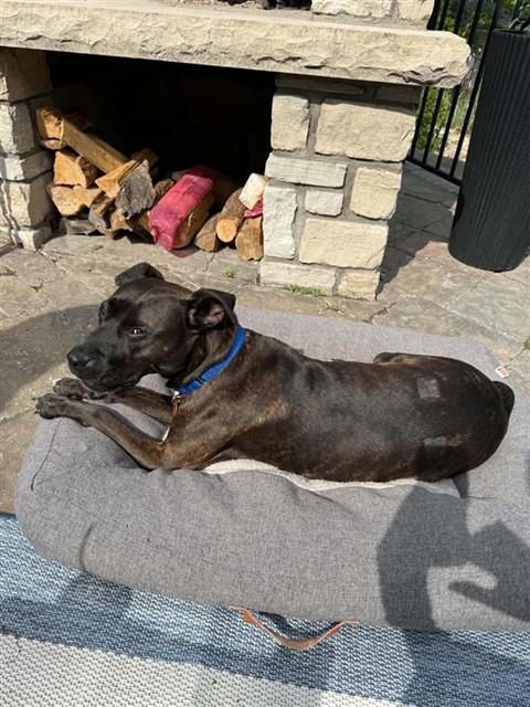 SISSY, Adoptable, Young Female Pit Bull Terrier.
