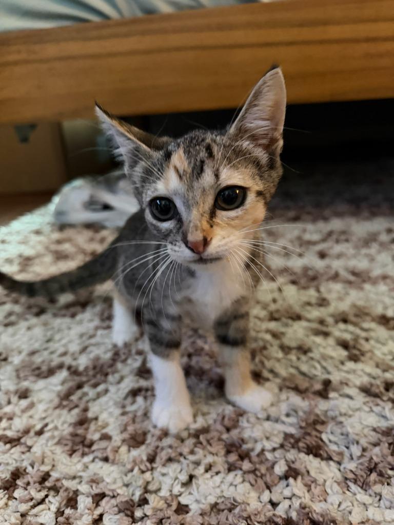 Lulu, Adoptable, Kitten Female Domestic Short Hair.