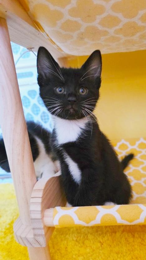 Robertson, adopted, Kitten Male Domestic Short Hair.