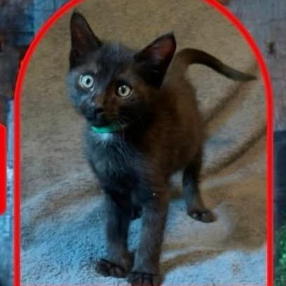 Enlarge Dennis, a Adoptable Domestic Short Hair in Orangevale, CA image 1/1