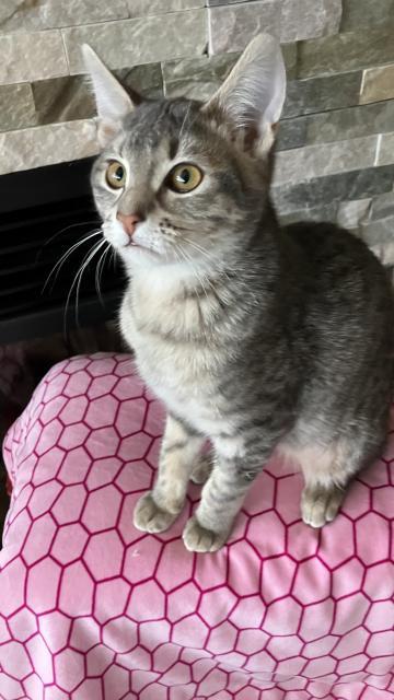 April, Adoptable, Young Female Domestic Short Hair.