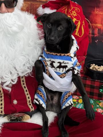 Enlarge Remington -- LONGTIME RESIDENT!, a Adoptable mixed breed in Thousand Oaks, CA image 1/2