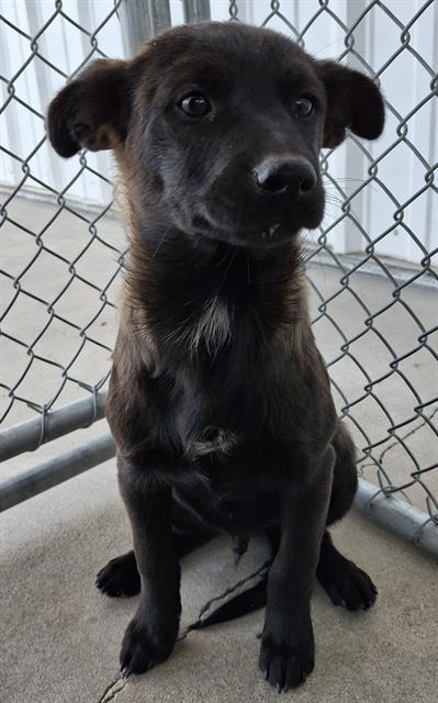 Enlarge Remington -- LONGTIME RESIDENT!, a Adoptable mixed breed in Thousand Oaks, CA image 2/2