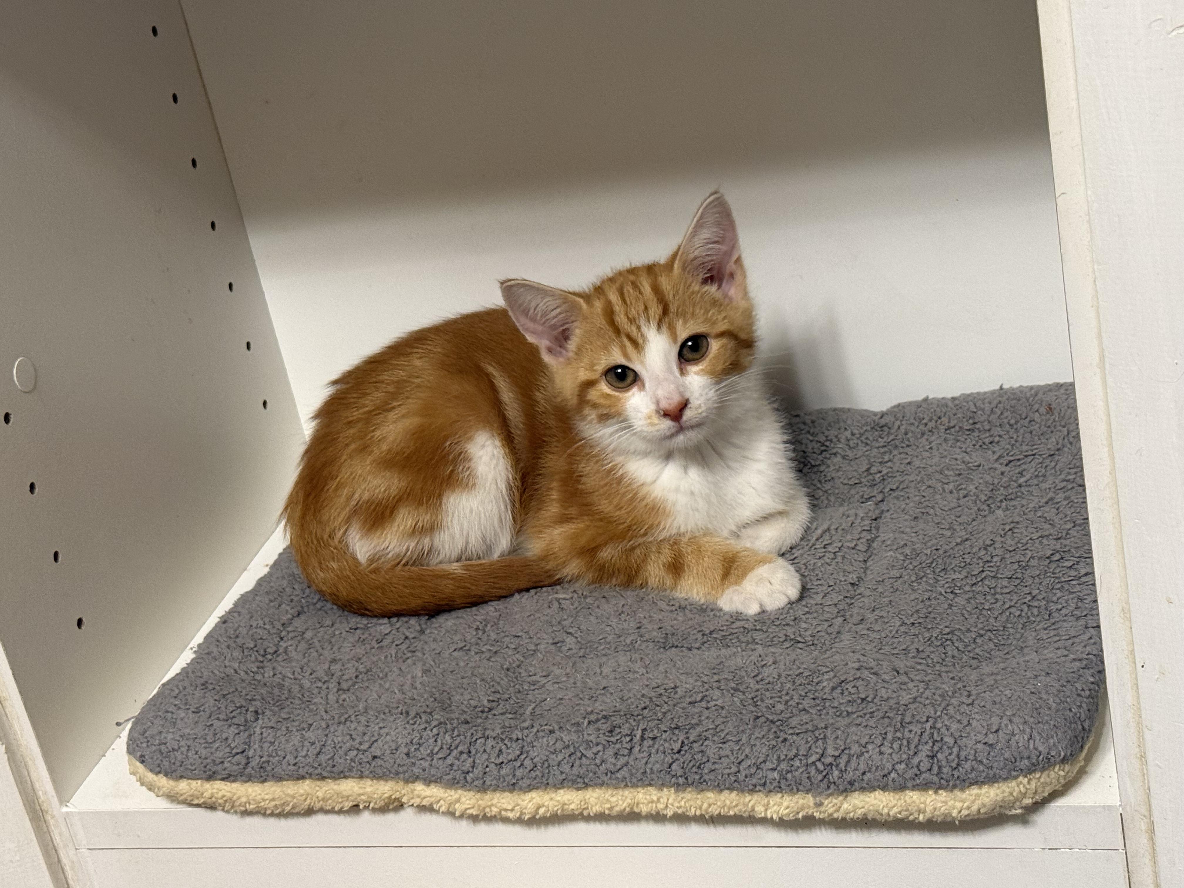 Phoenix, a Adoptable Domestic Short Hair in Columbus, OH image 5/6