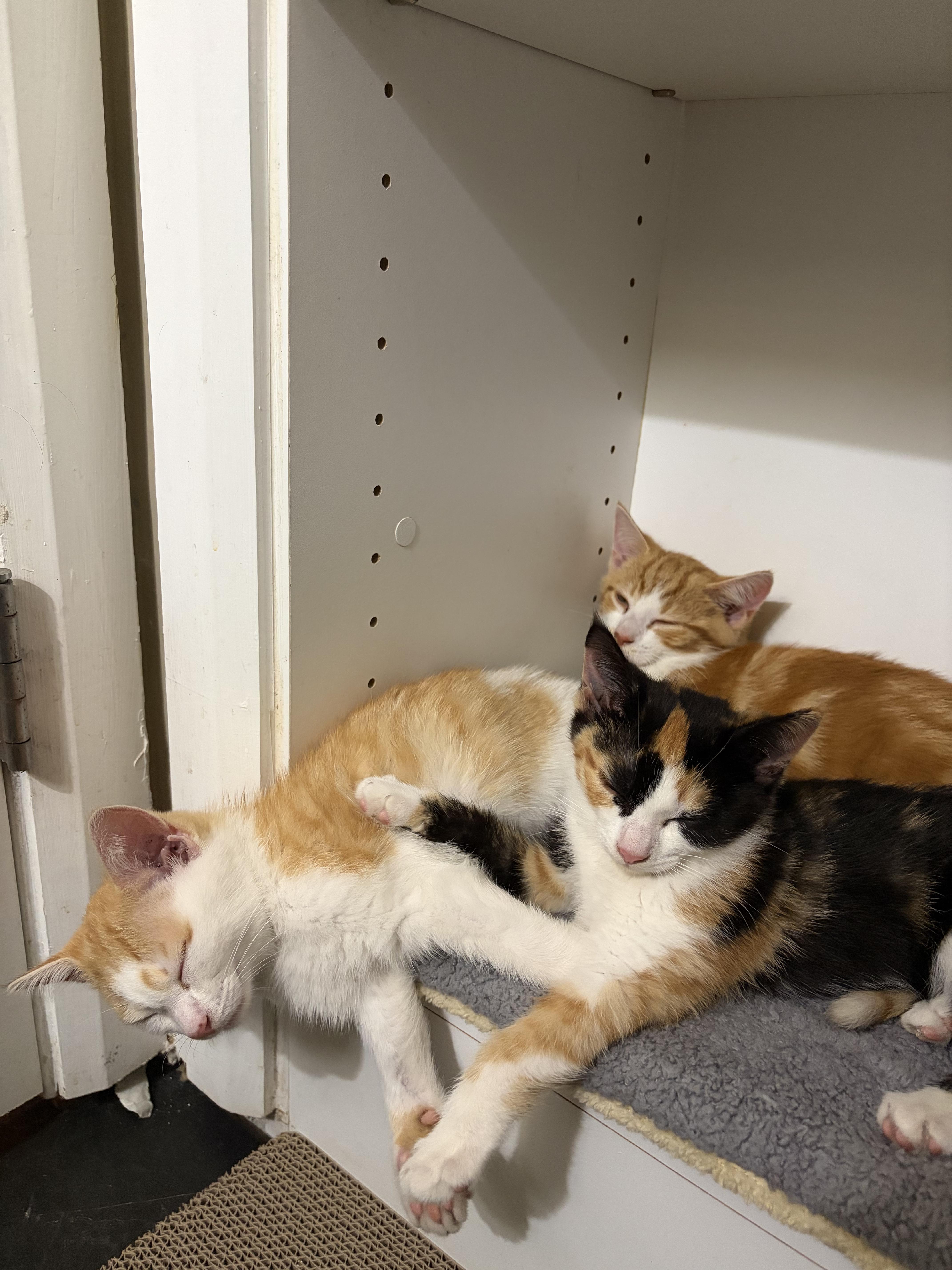 Phoenix, a Adoptable Domestic Short Hair in Columbus, OH image 4/6