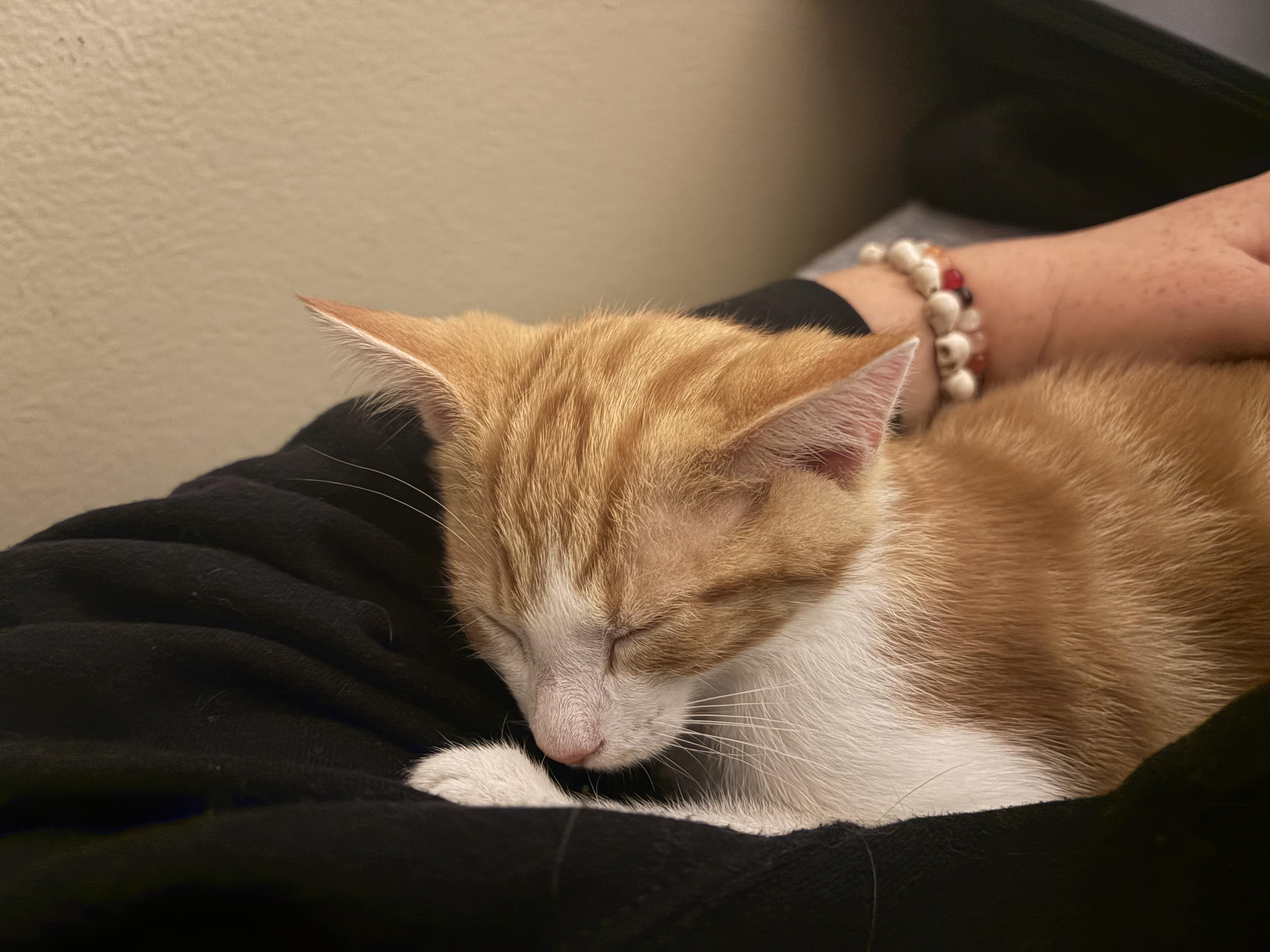 Phoenix, a Adoptable Domestic Short Hair in Columbus, OH image 3/6
