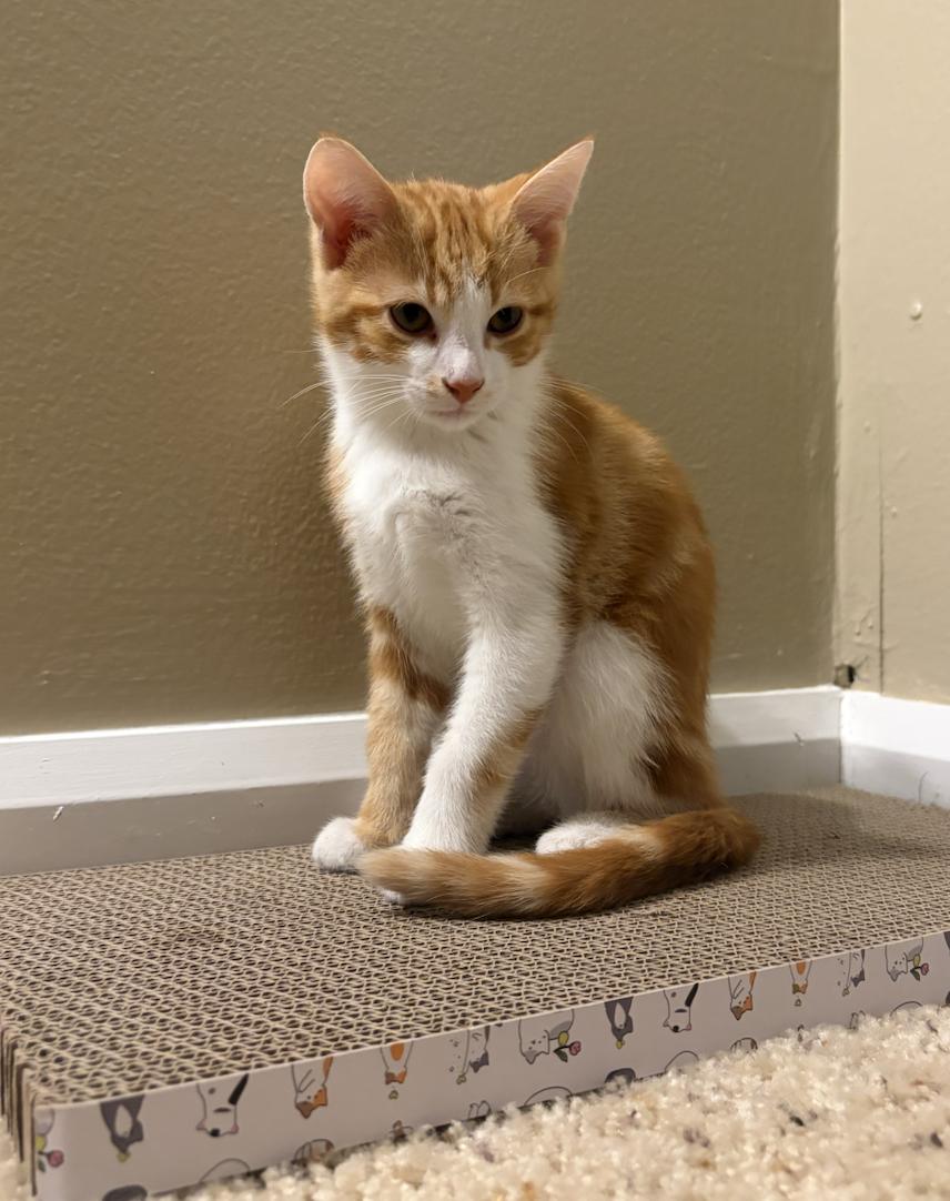 Phoenix, a Adoptable Domestic Short Hair in Columbus, OH image 2/6