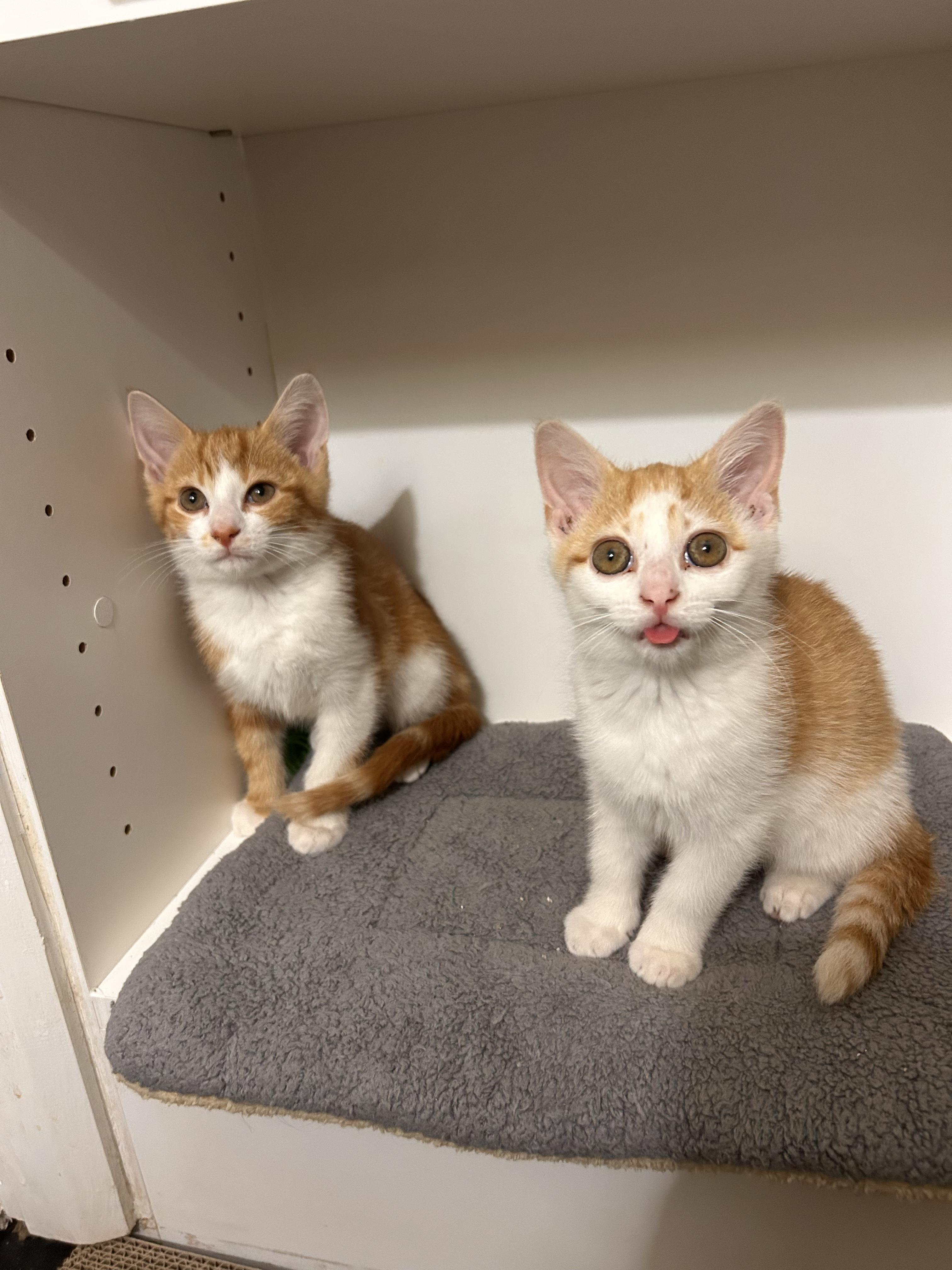 Phoenix, a Adoptable Domestic Short Hair in Columbus, OH image 6/6