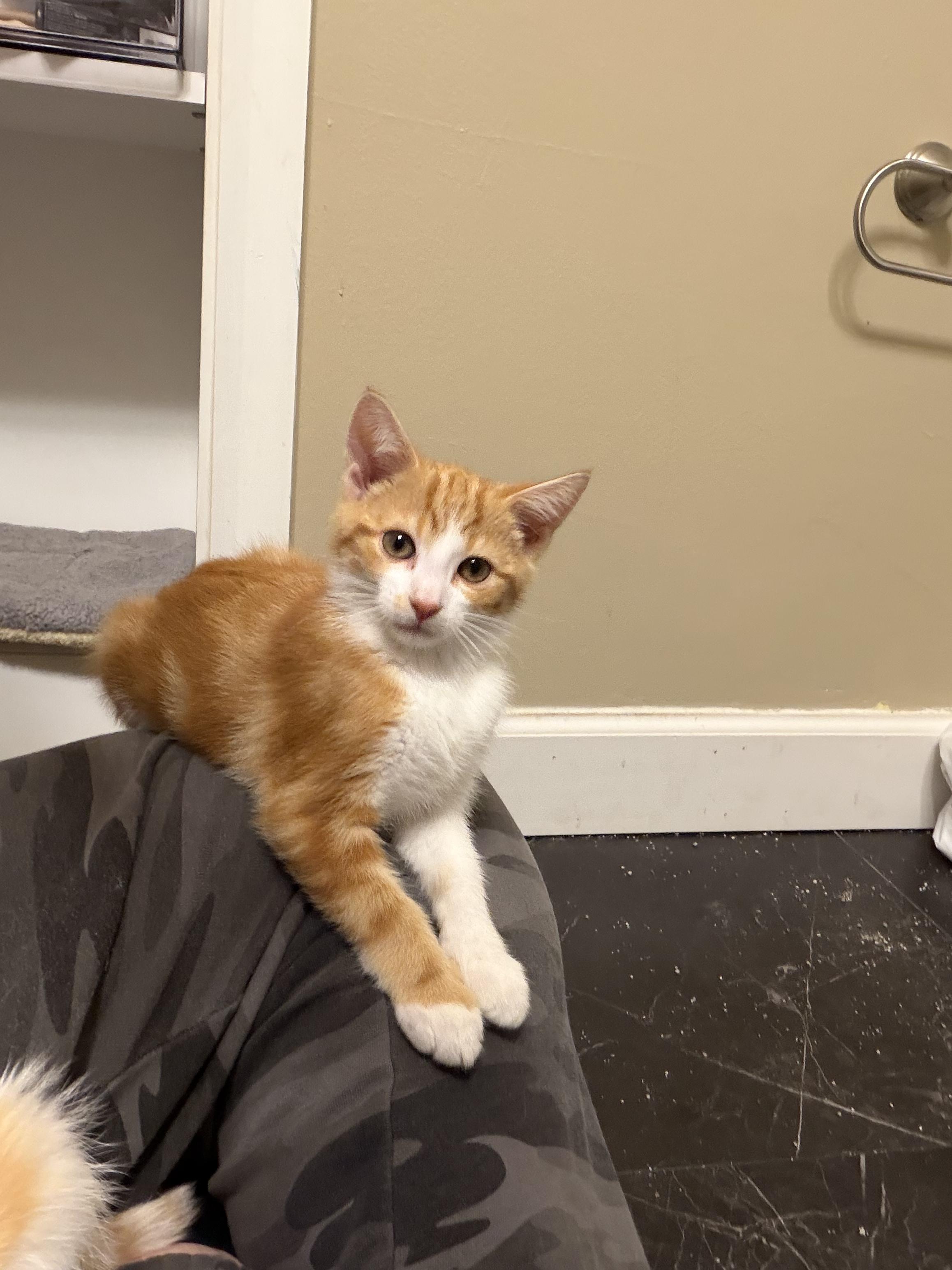 Phoenix, a Adoptable Domestic Short Hair in Columbus, OH image 1/6