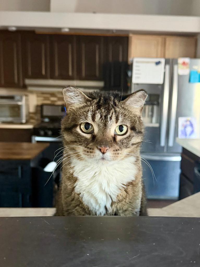 Enlarge Mini Meatball Rigatoni, a Adoptable Domestic Short Hair in Cloquet, MN image 1/3