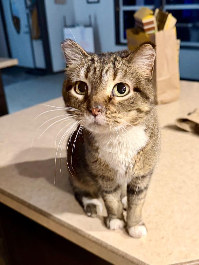 Mini Meatball Rigatoni, Adoptable, Young Female Domestic Short Hair.