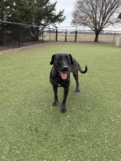 Enlarge Leia, a Adoptable mixed breed in Hutchinson, KS image 1/3