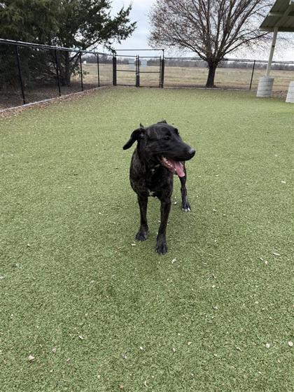 Enlarge Leia, a Adoptable mixed breed in Hutchinson, KS image 2/3