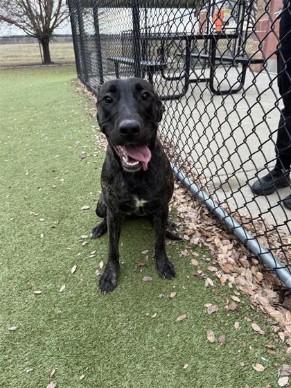 Enlarge Leia, a Adoptable mixed breed in Hutchinson, KS image 3/3