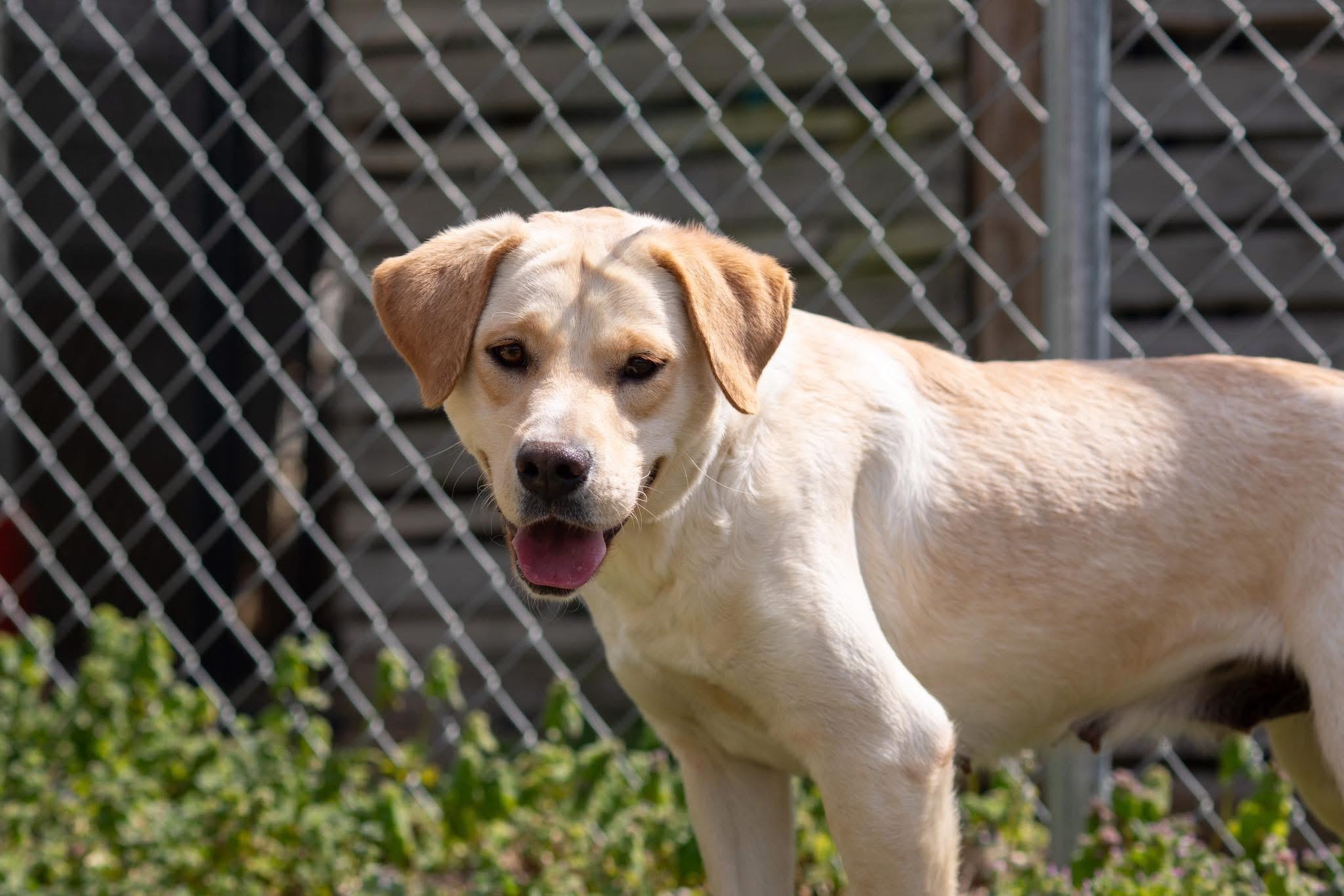 Enlarge Bailey , a ADOPTABLE Yellow Labrador Retriever in Dixon, KY image 1/1