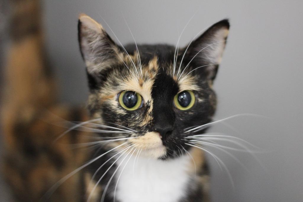 Nyla/ Raven, a Adoptable mixed breed in Rockford, IL image 2/3