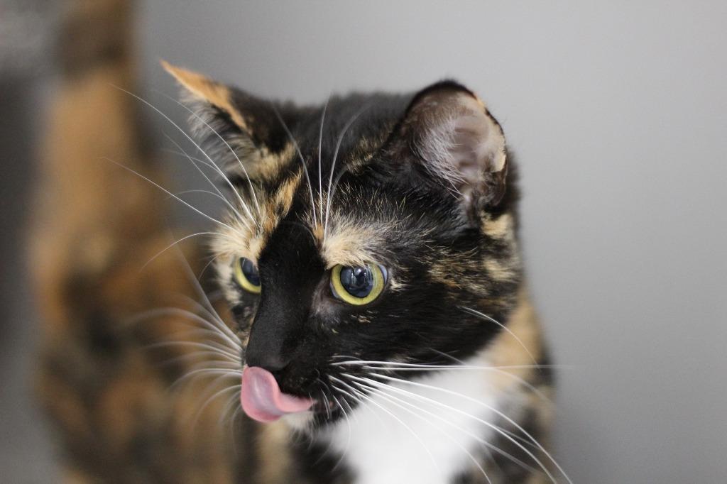 Nyla/ Raven, a Adoptable mixed breed in Rockford, IL image 3/3