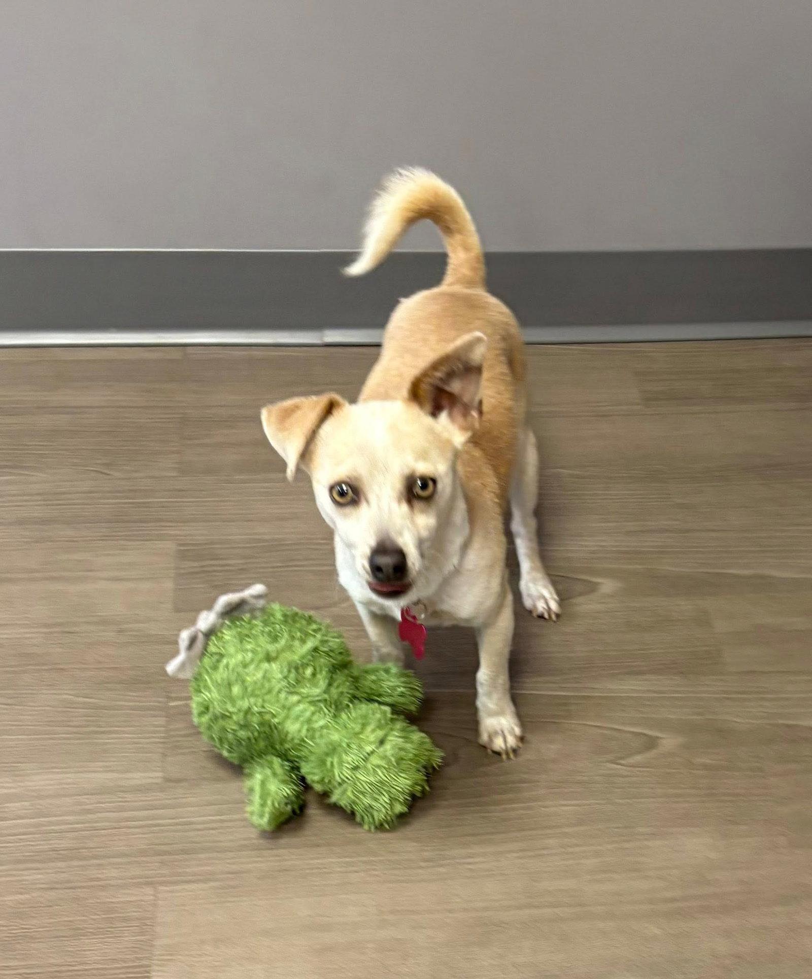 Orlando, Adoptable, Adult Male Chihuahua.