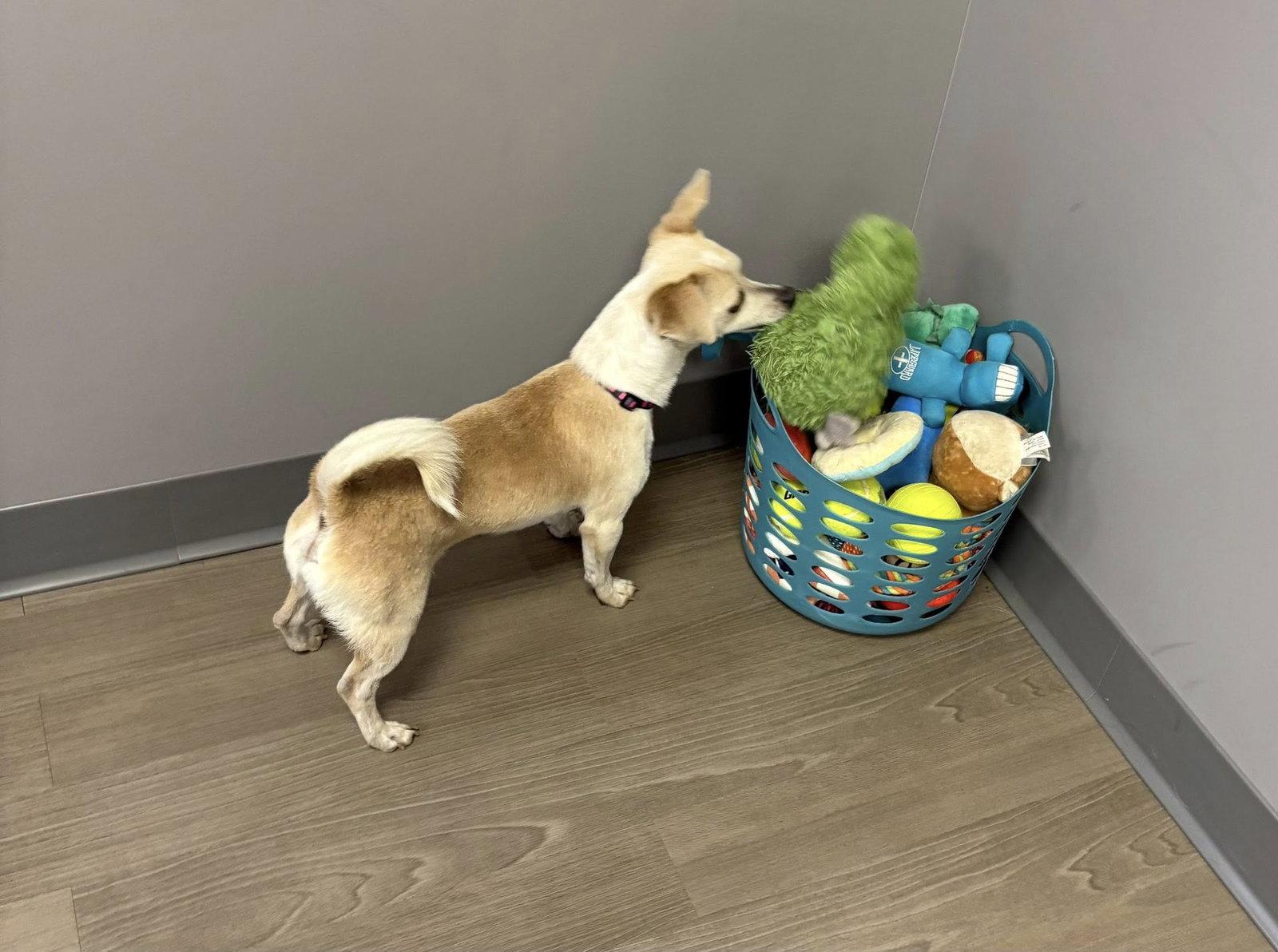 Orlando, a Adoptable Chihuahua in Bloomington, IL image 2/2
